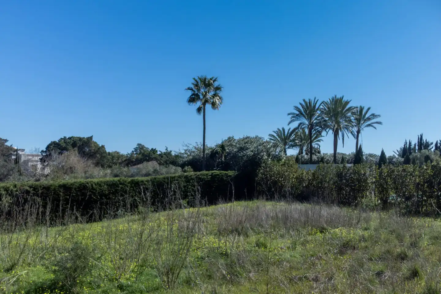South-facing corner plot with hedges and palm trees in Kings & Queens, Sotogrande Costa