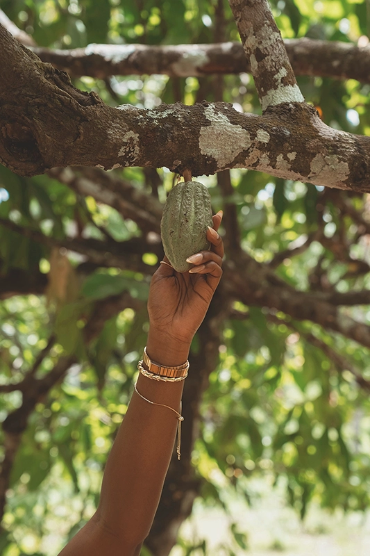 Hand grabbing a cacao fruit from the tree.
