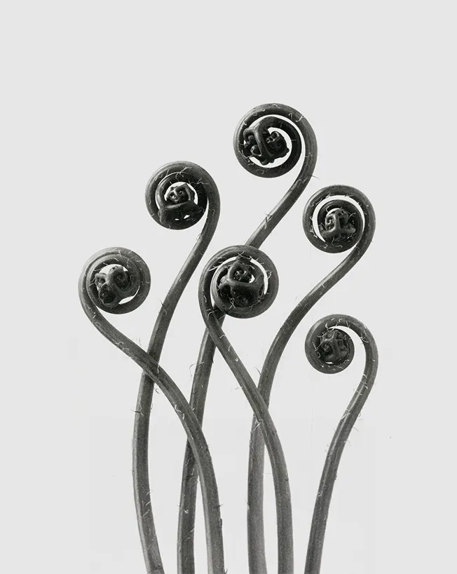 Close-up of seven fern fiddlehead fronds curled at their tips against a plain background.