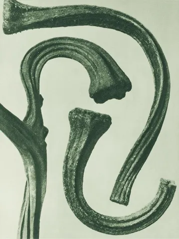 Close-up image of three fern fiddleheads in different stages of unfurling.