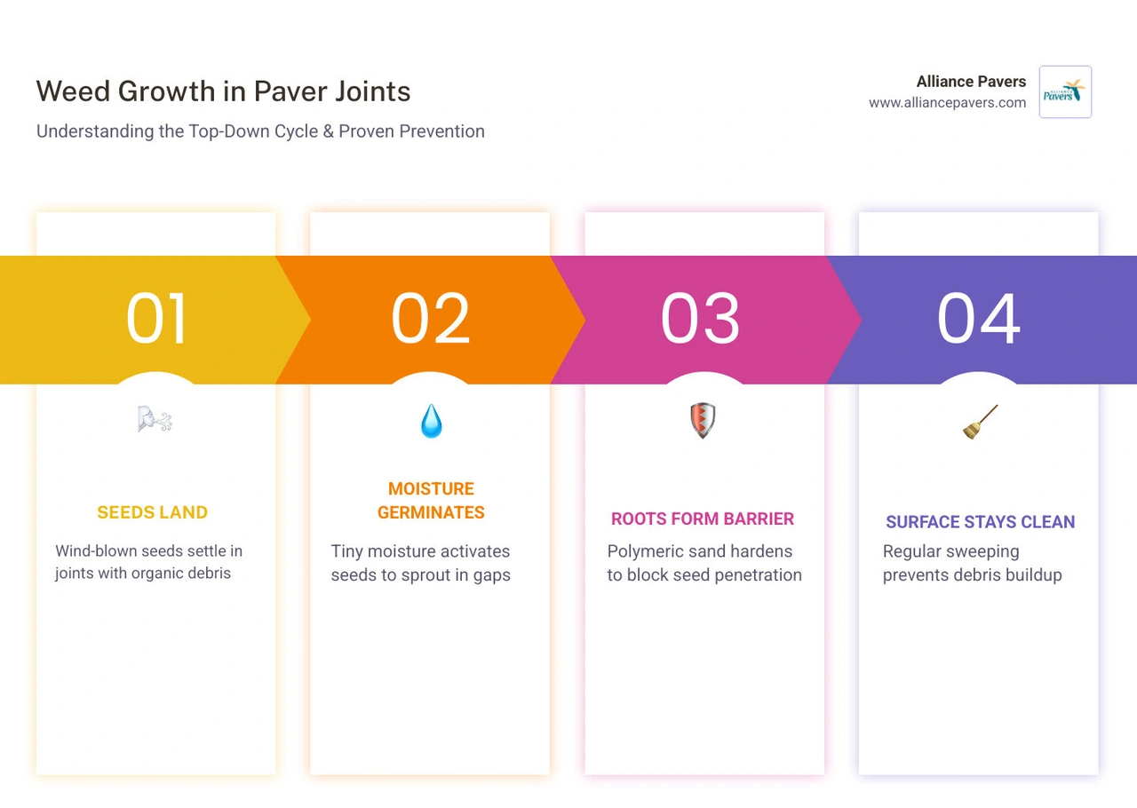 Infographic showing top-down weed growth in paver joints and 6 prevention methods infographic