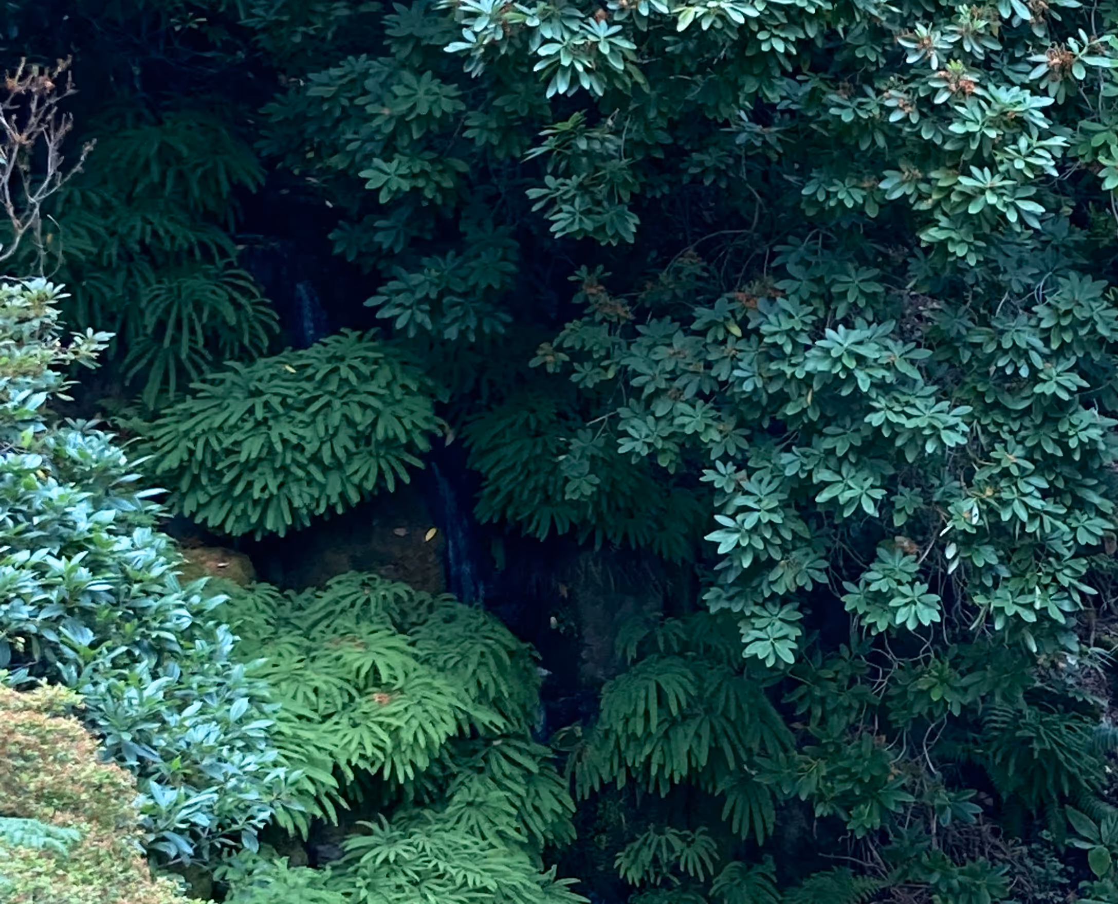 lush green leaves obscuring a waterfall