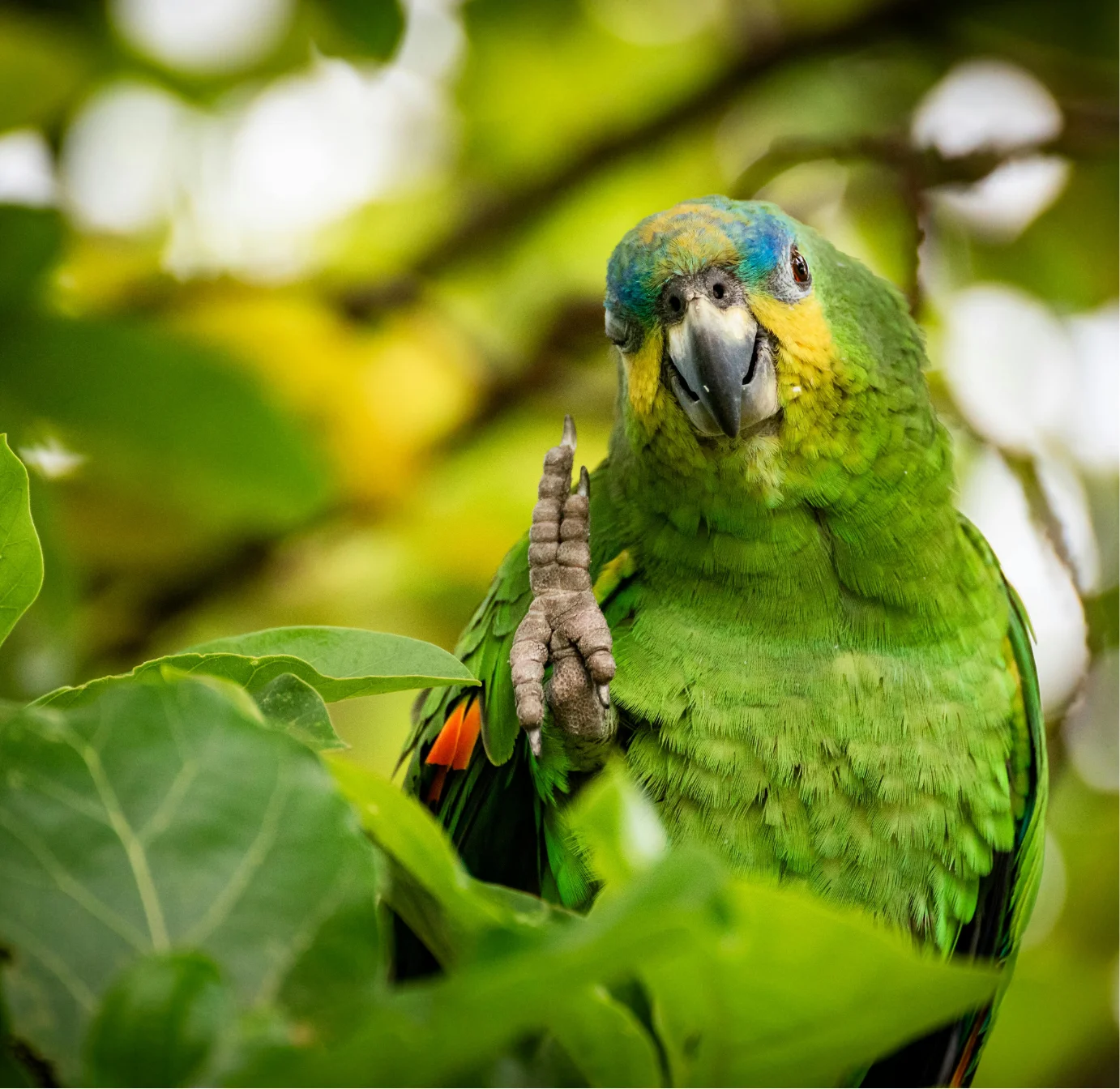 Close-up of rainforest foliage and wildlife in Trinidad and Tobago