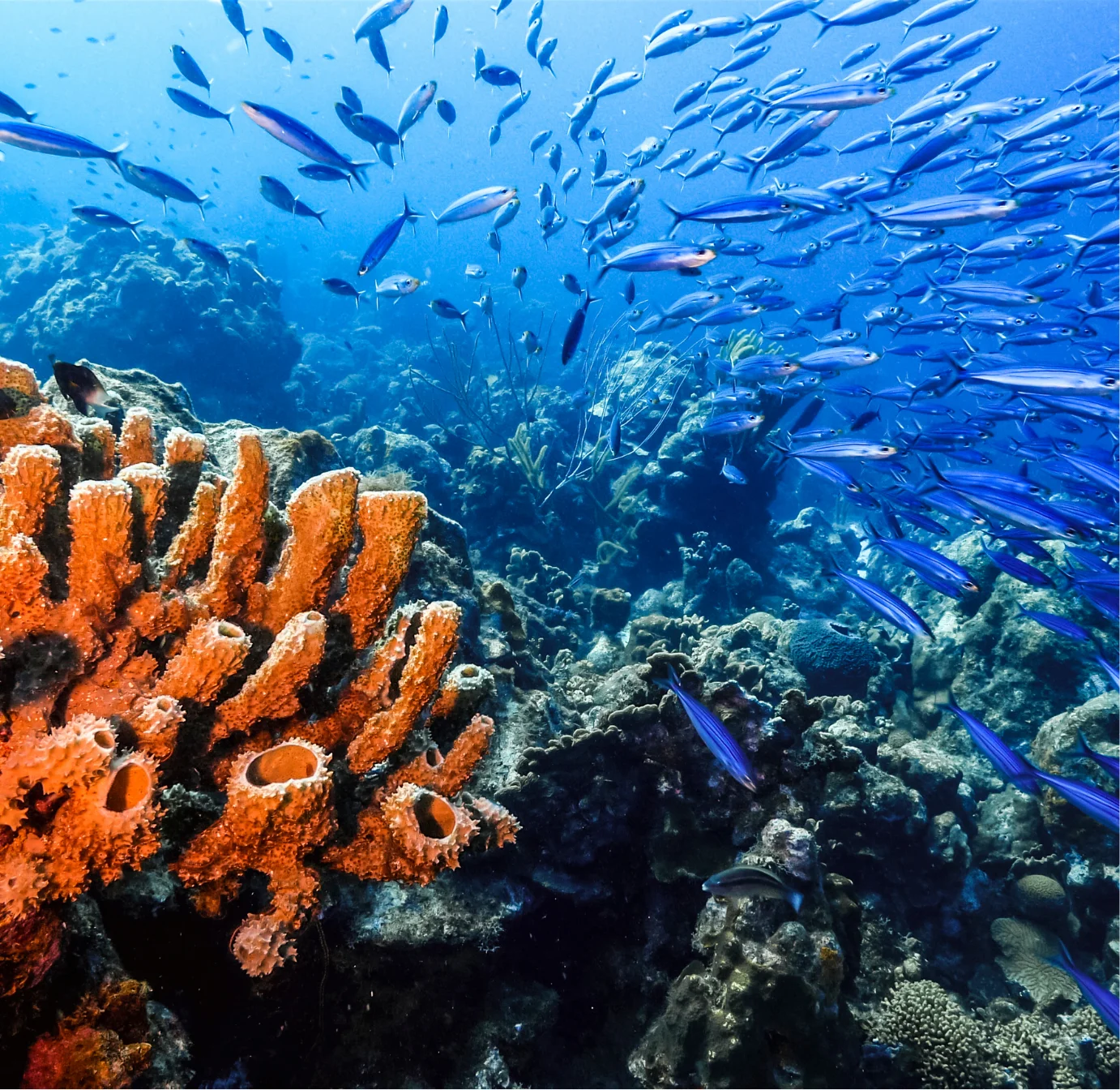 Coral reef and tropical fish near Curaçao Barrier Reef