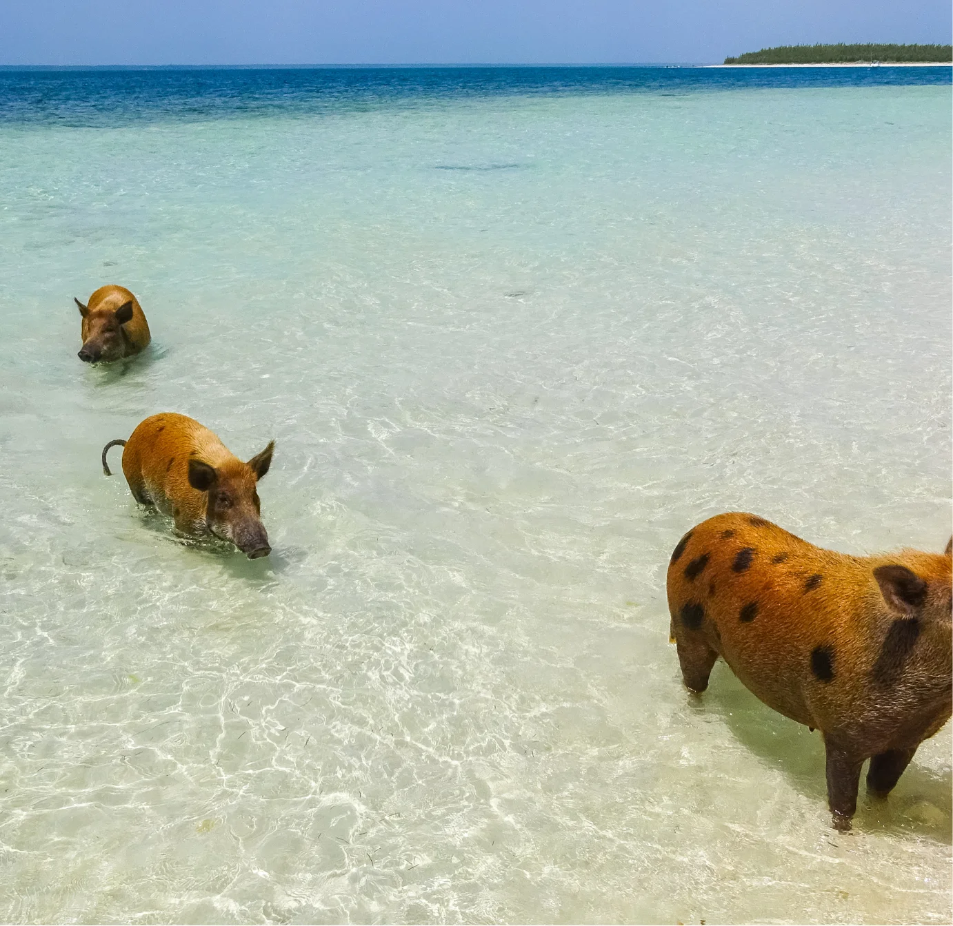 Swimming pigs in crystal-clear waters of the Bahamas