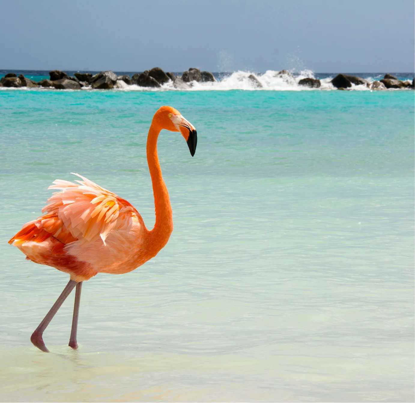 Flamingo standing in shallow Caribbean waters of Aruba