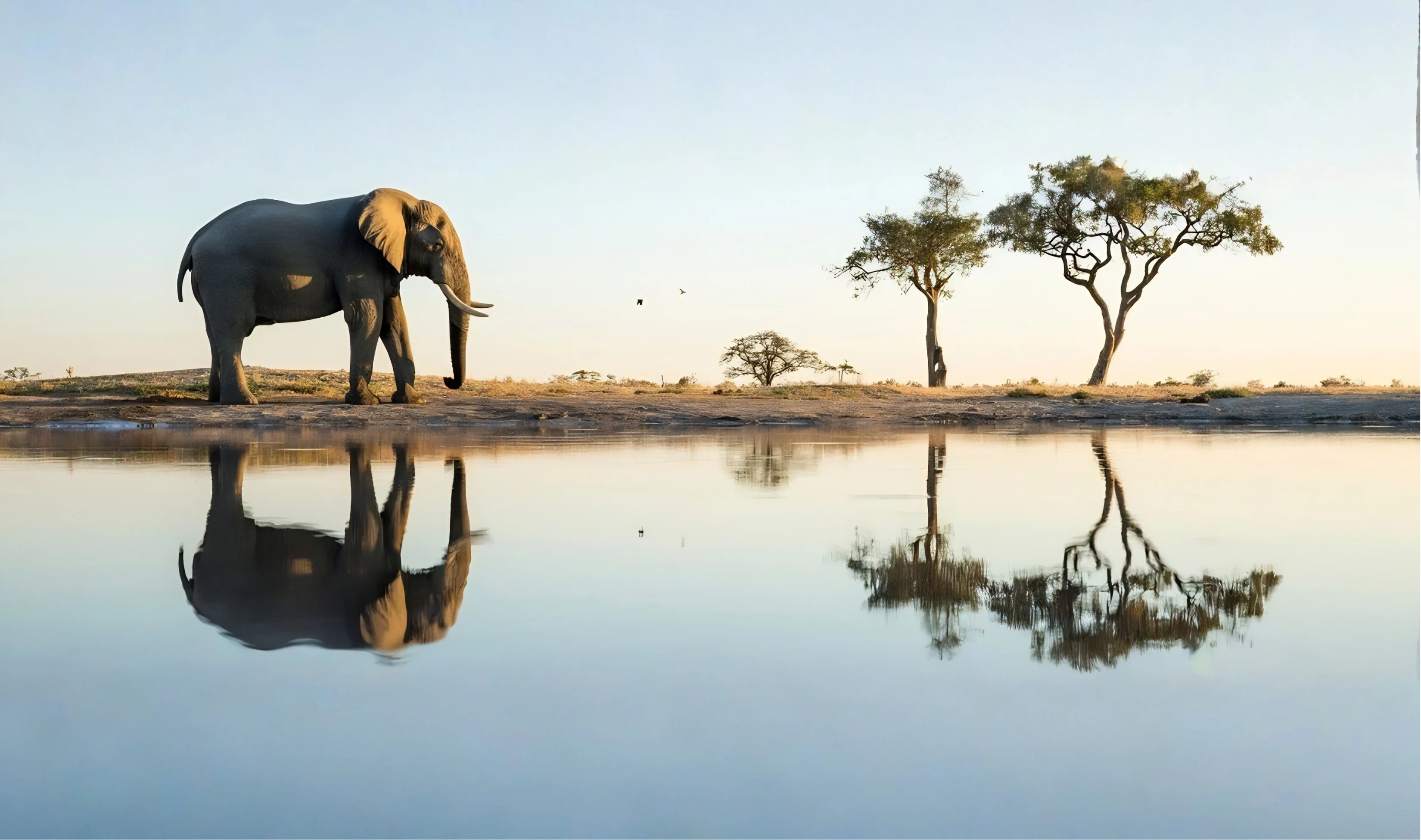 Illustration of an airplane flying over a coastal landscape with a large mountain, an elephant, two antelopes near a tree, and a sailboat on the water.