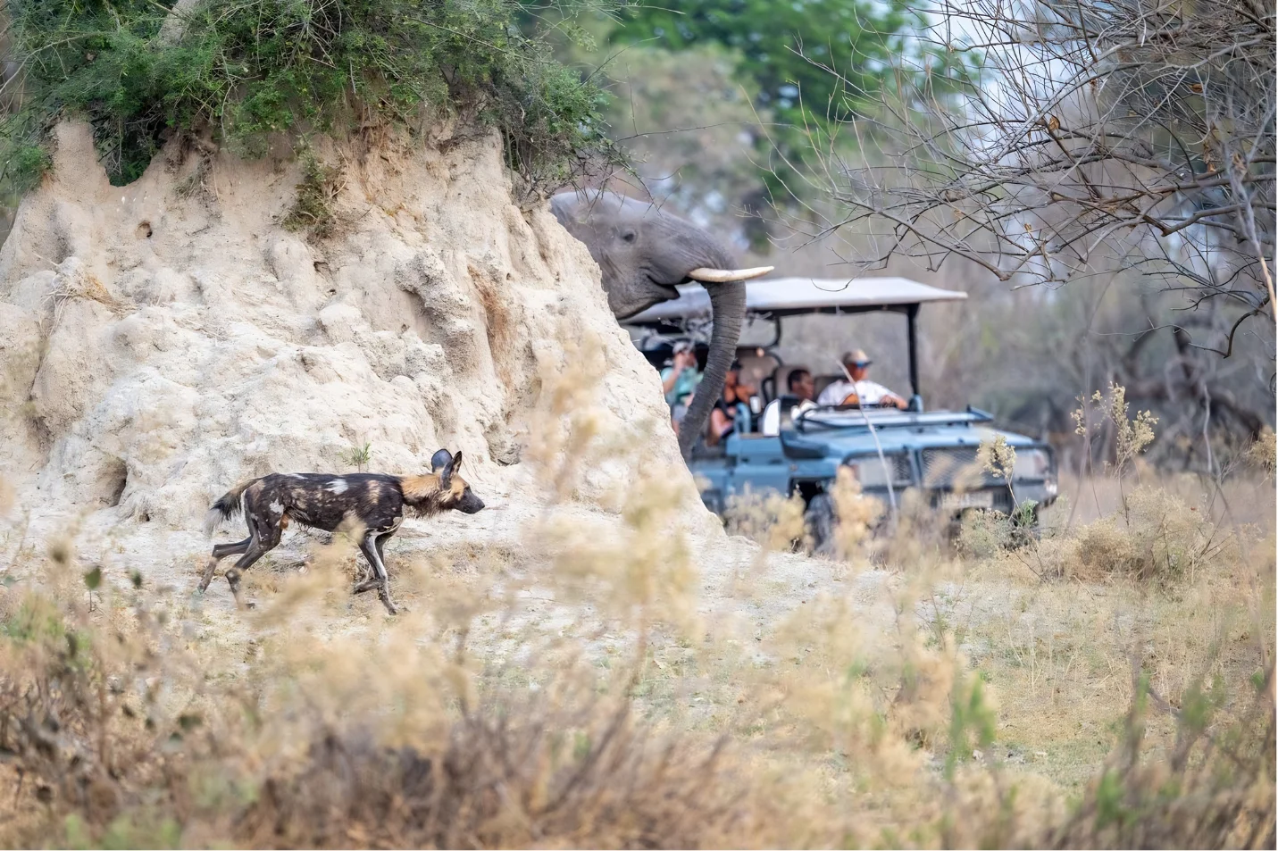 African wild dog walking near a dirt mound while an elephant and safari vehicle with tourists are in the background.