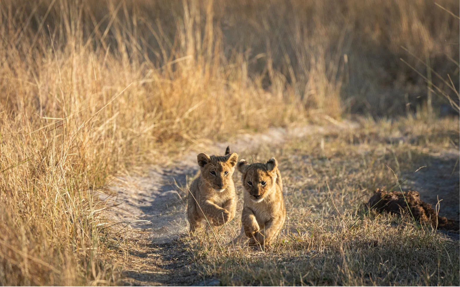 Two lion cubs running on a dirt path through tall dry grass in a savanna.