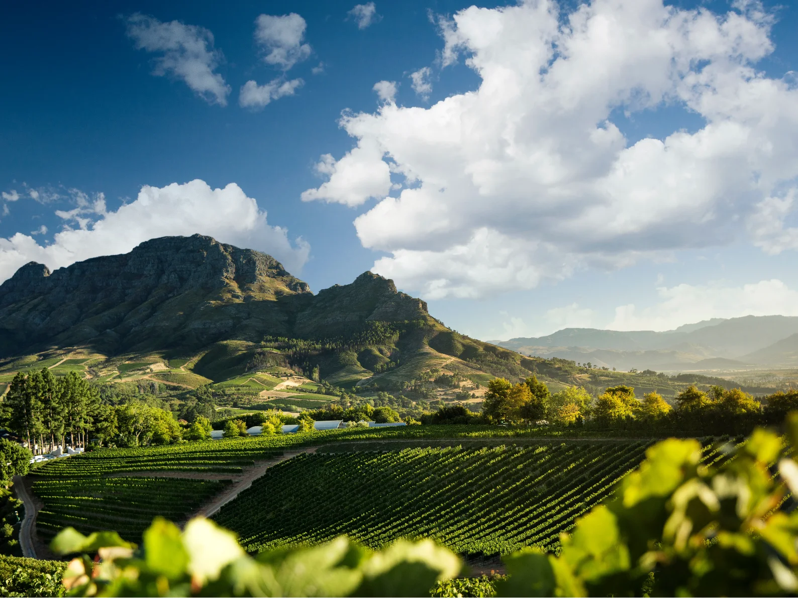 Vineyard with rows of grapevines under a partly cloudy blue sky and mountains in the background.