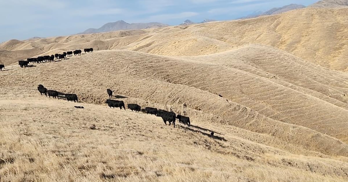 Black cattle grazing on dry golden hills under a partly cloudy sky.