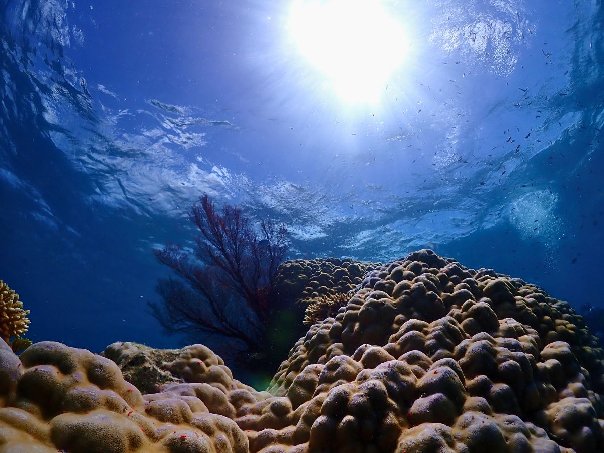 image of thriving ecosystems