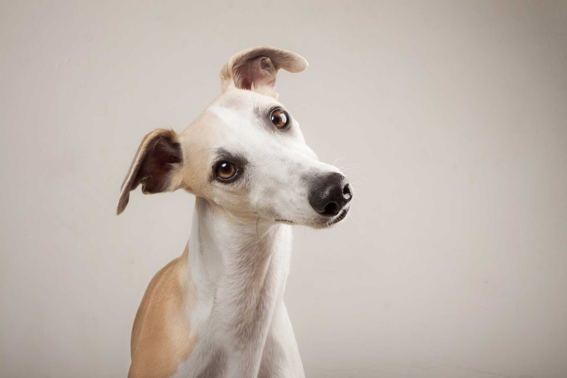 Whippet tilting head, looking at the camera.