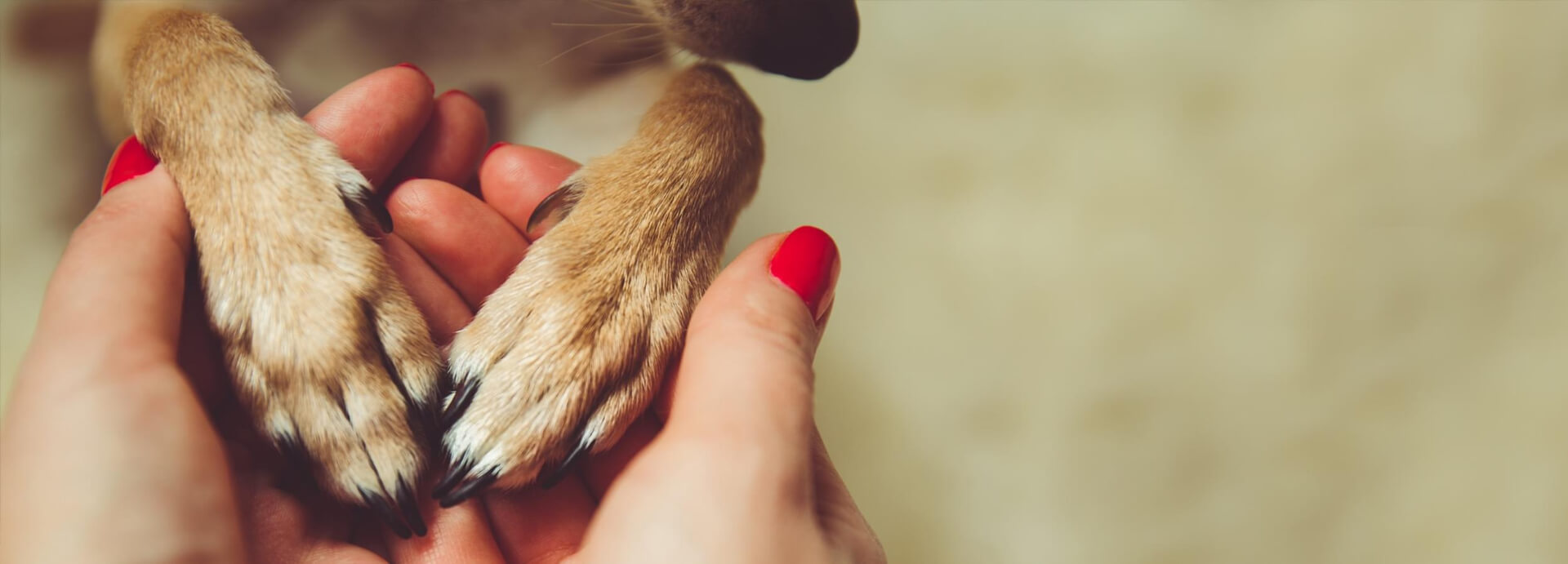 A person holding a dog's paws.