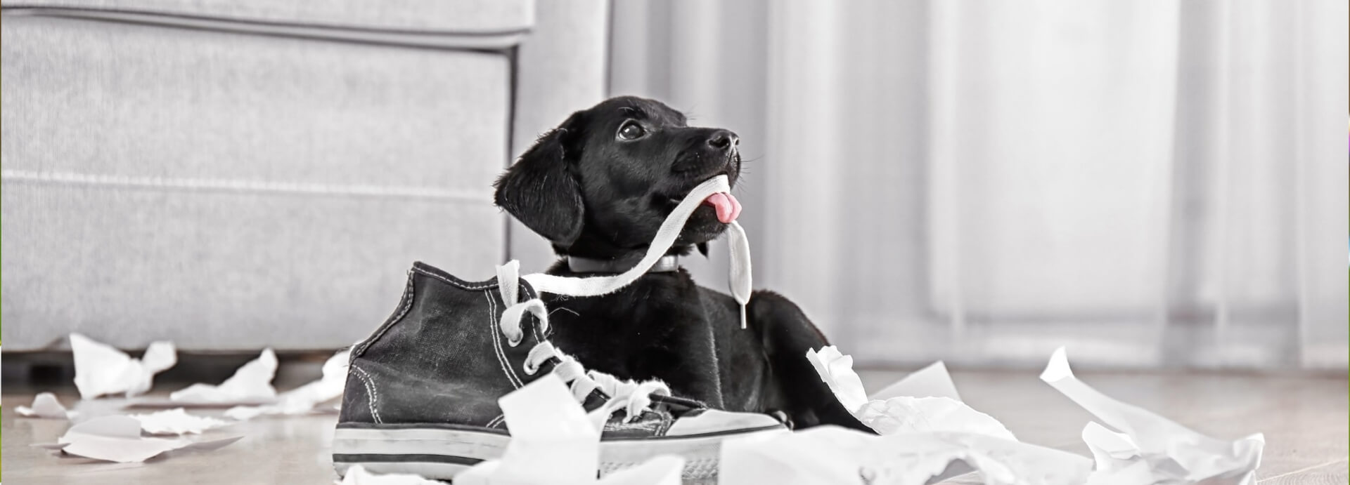 Dog Book Flower