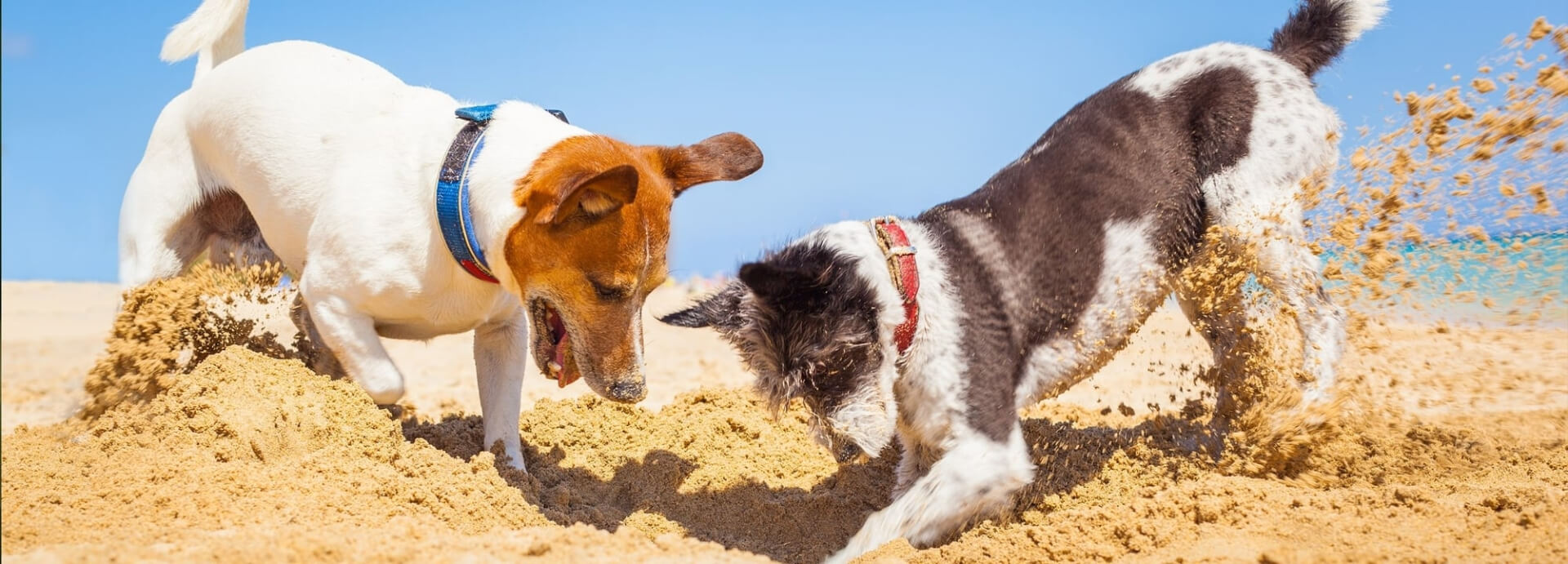 Terriers digging in sand.