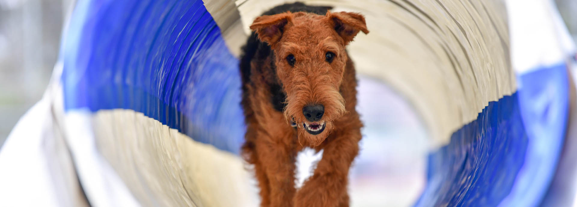 Terrier enjoying agility tunnel.