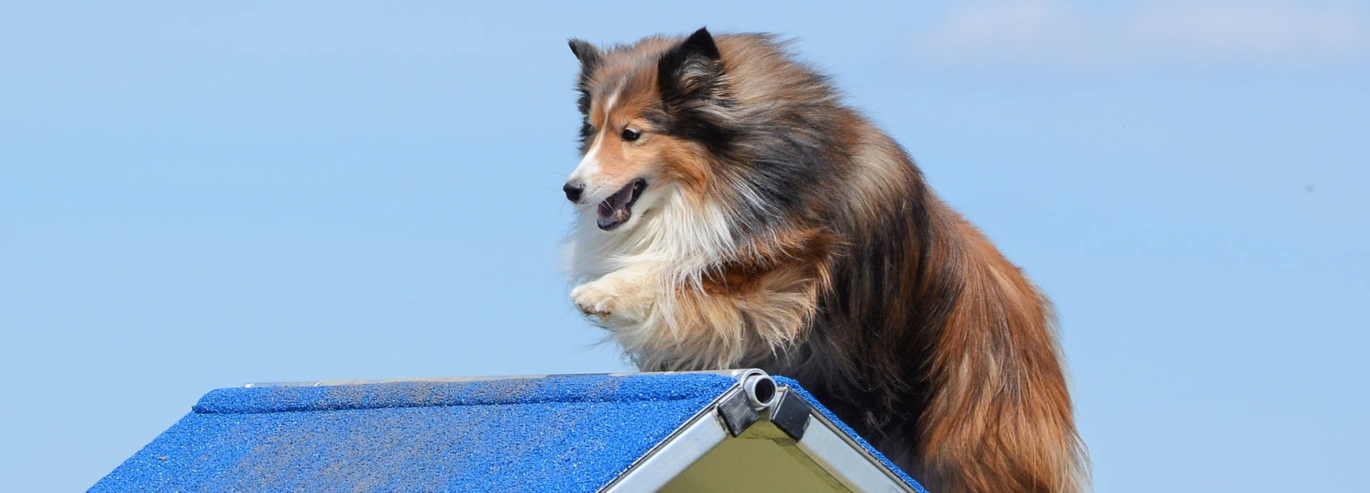 Dog Book Flower