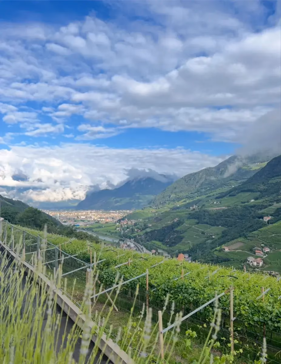 Blick über die Weinberge ins Tal