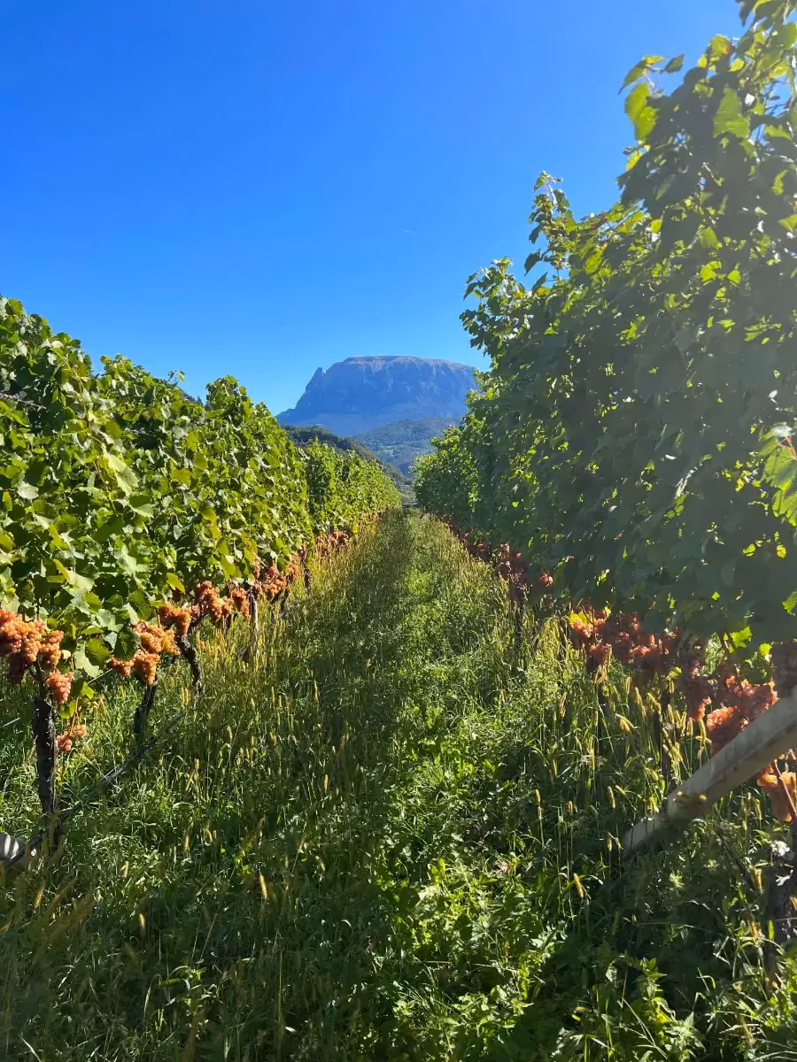 Weinberg mit Blick auf die Berge