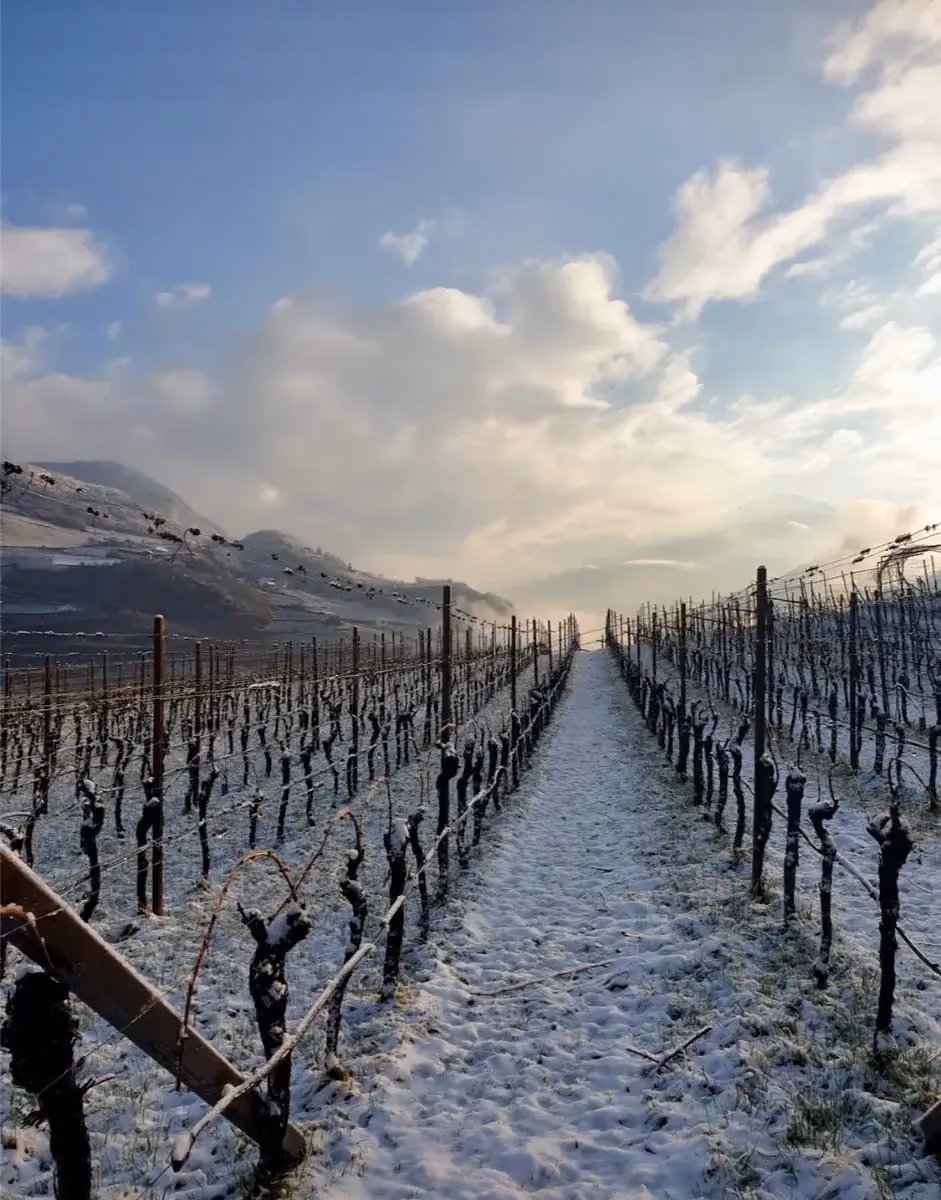 Weg durch den verschneiten Weinberg