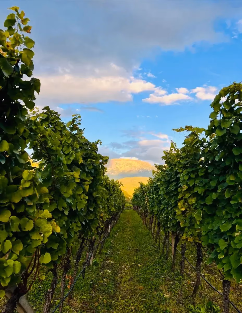 Weinbergreihen mit Blick in den Himmel