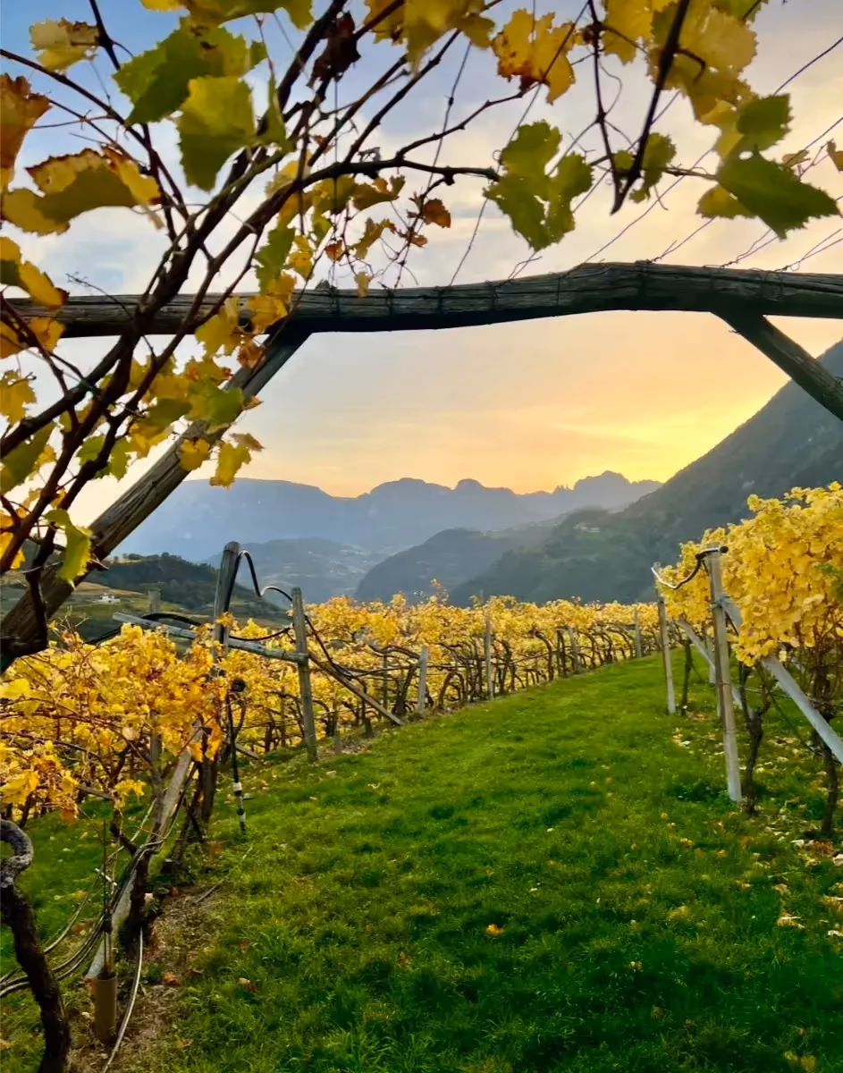 Herbstlicher Weinberg bei Sonnenuntergang