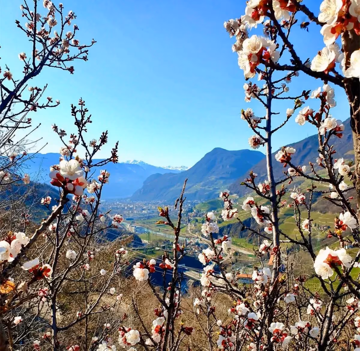 Obstblüte im Frühling mit Blick ins Tal