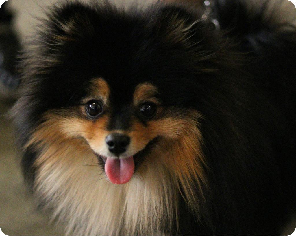 Grayscale image of a fluffy Pomeranian dog's face.