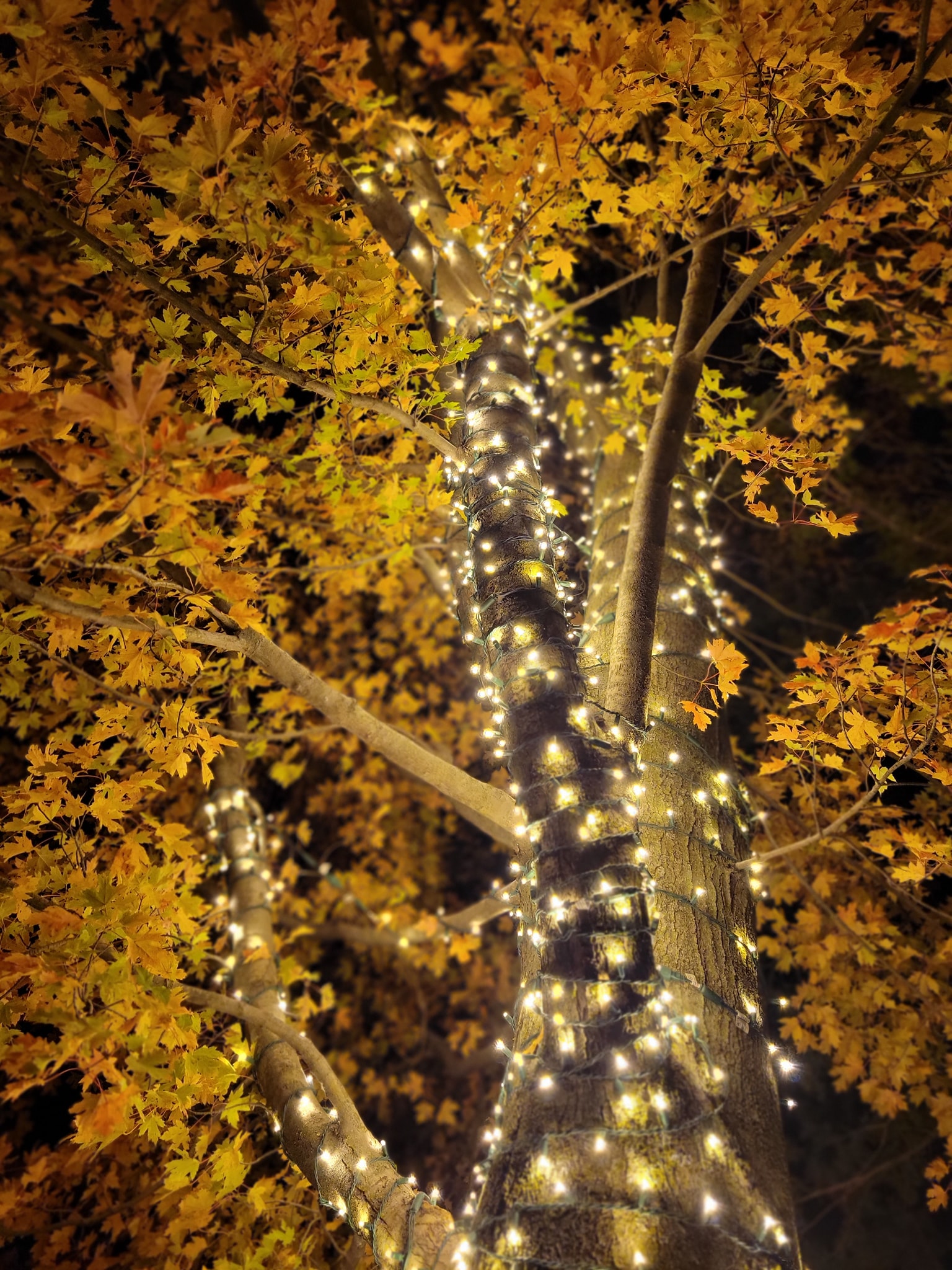 A tree decorated with Christmas lights.