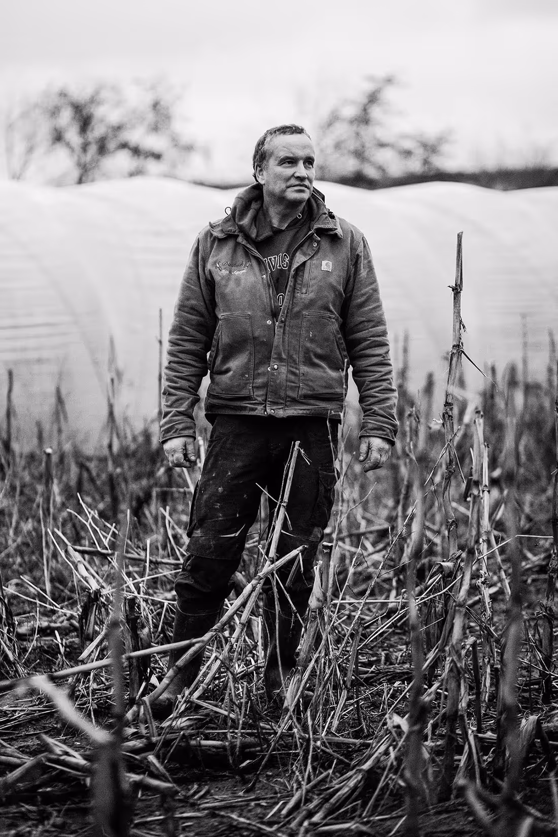 Mand i arbejdstøj står i en mark med høstet afgrøde og en plastdækket drivhusstruktur i baggrunden.