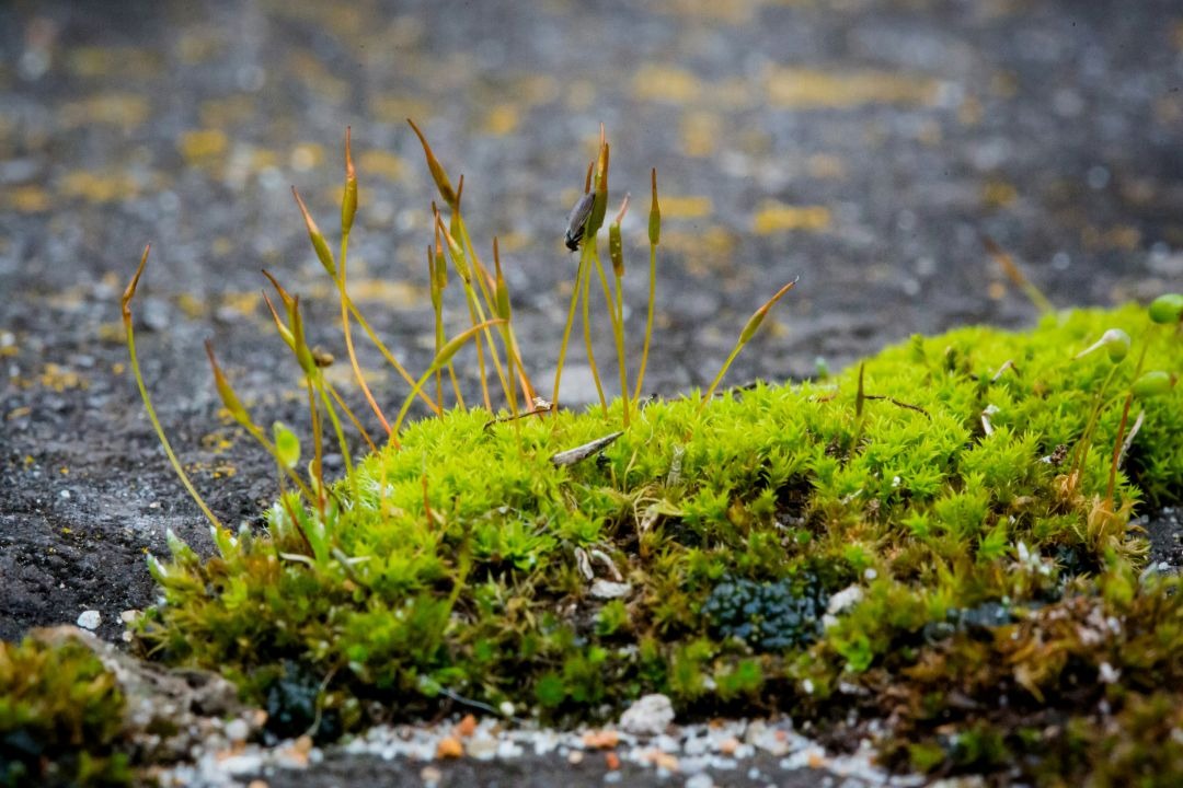 Moss das an einer Terasse wächst und jetzt gereinigt wird.