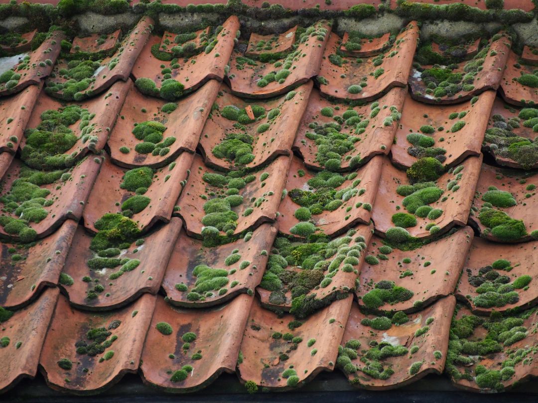 Dach das mit viel Moss bedackt ist und jetzt gereinigt wird.