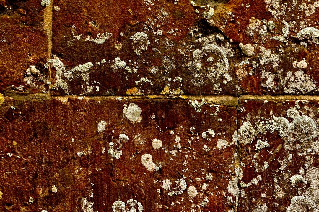 Eine Rote Fassade mit ganz viel Schimmel an der Wand.