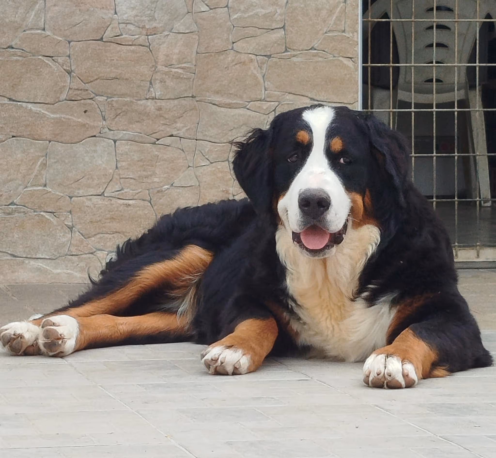 dog 1