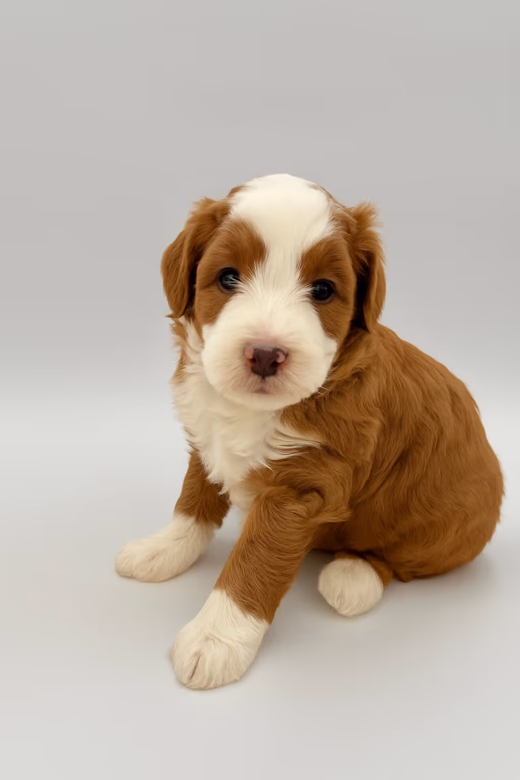 dog 4