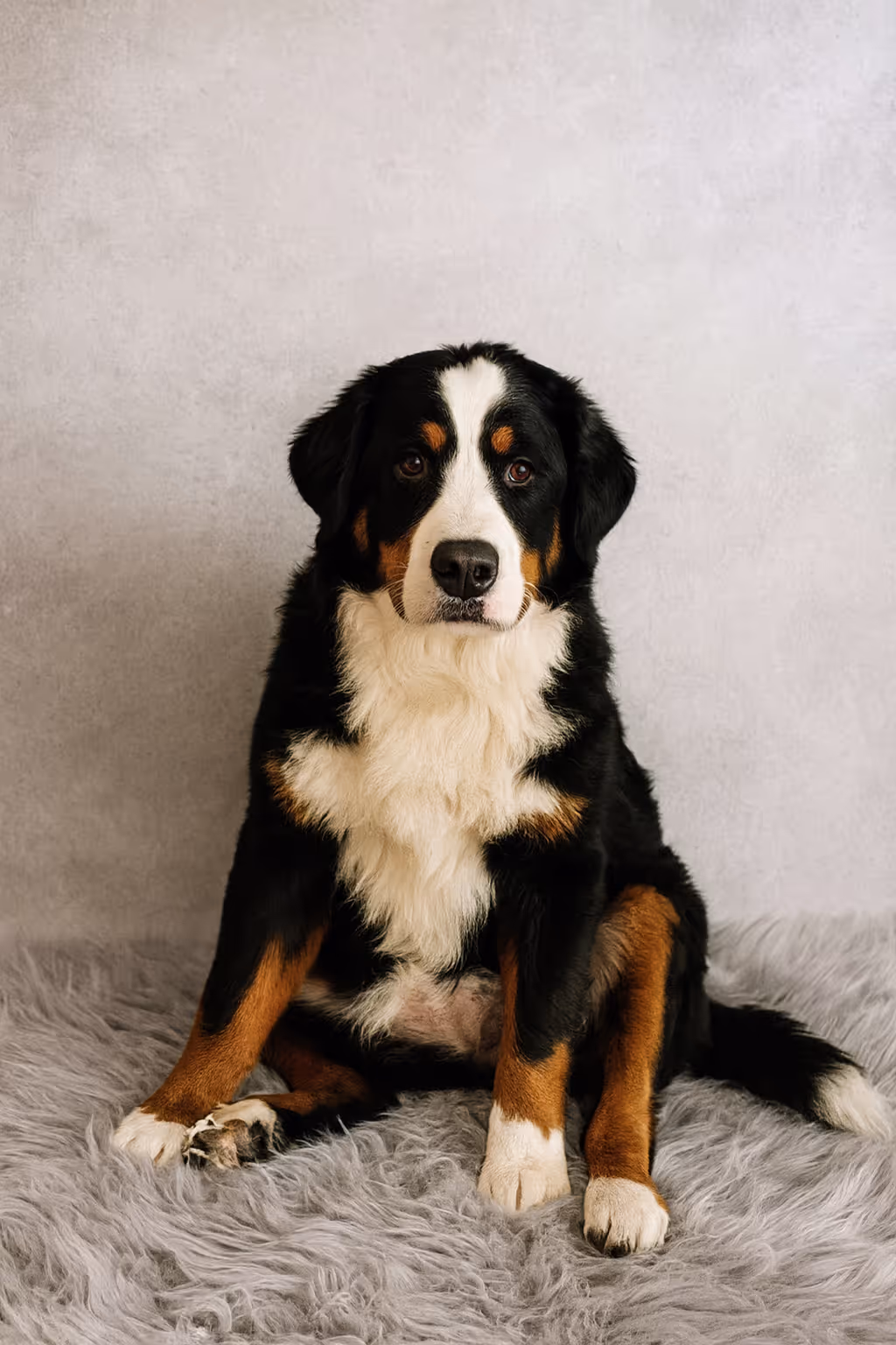 dog 2