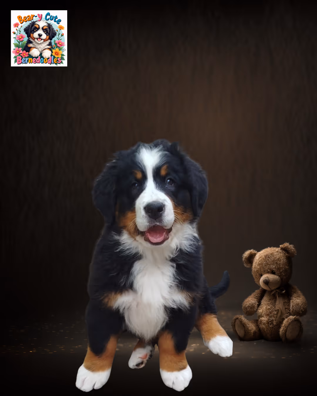 dog 1