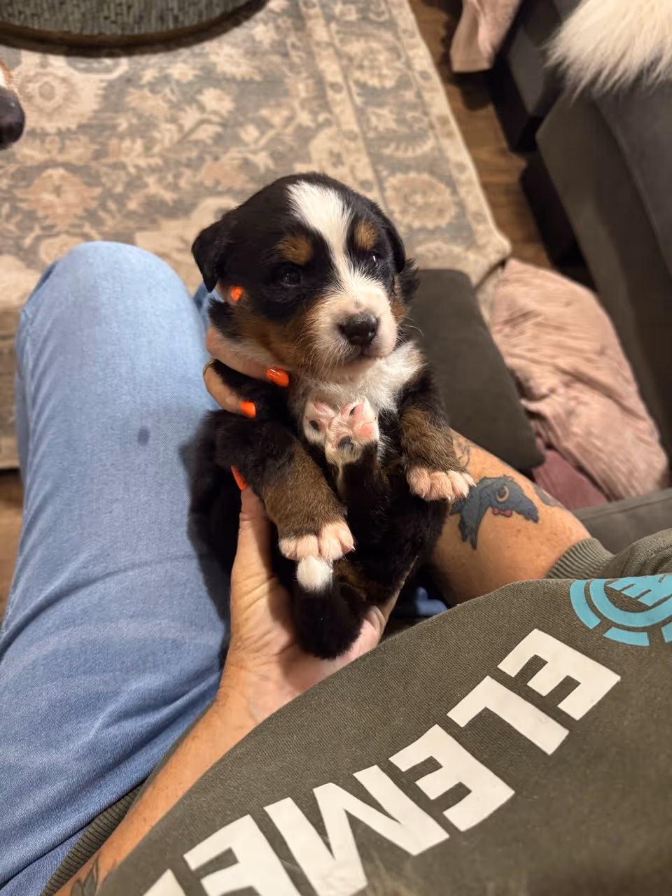 dog 1