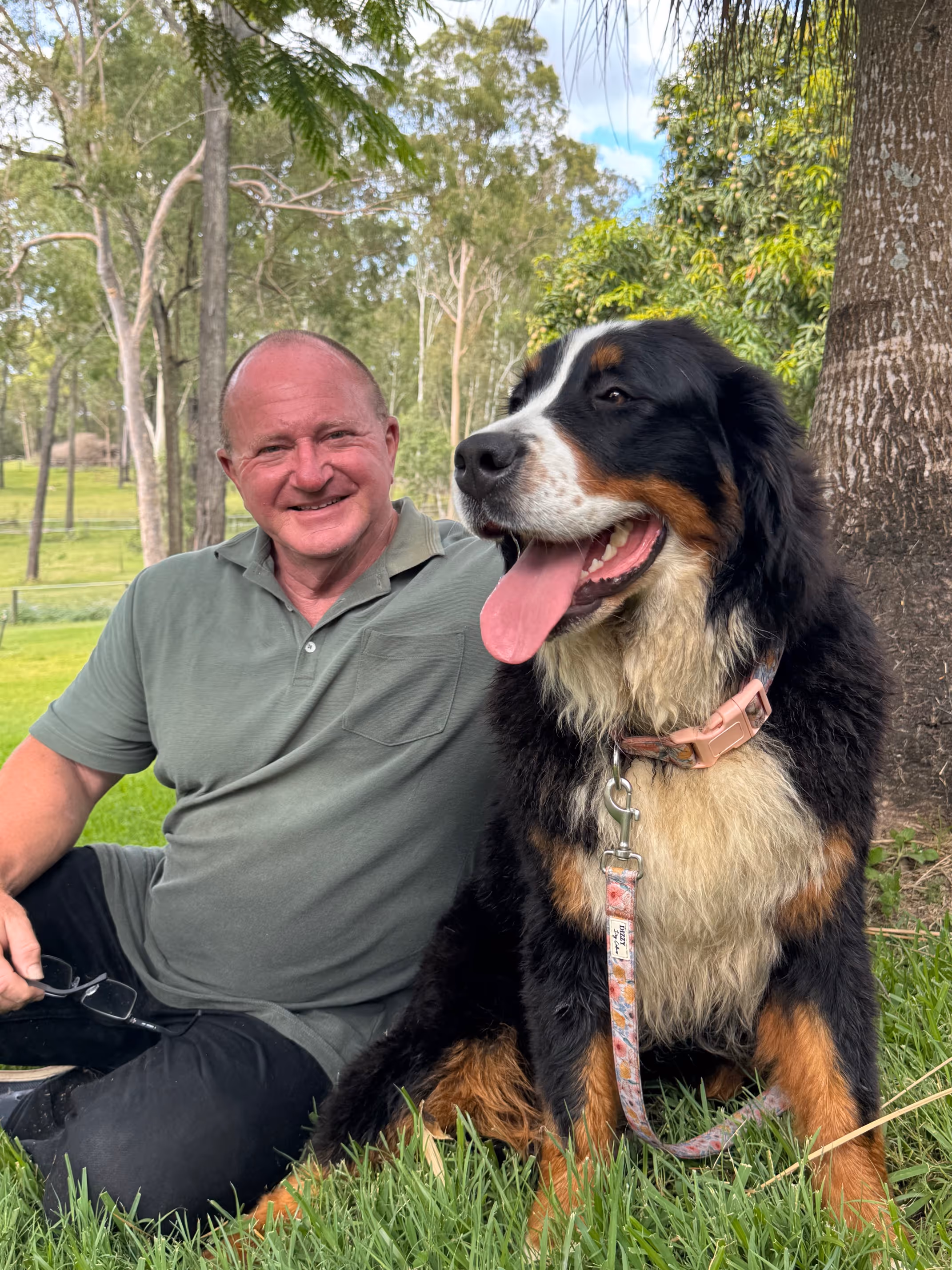 Smiling man in a green polo shirt sitting on grass beside a large happy Bernese Mountain Dog with tongue out, outdoors near trees.