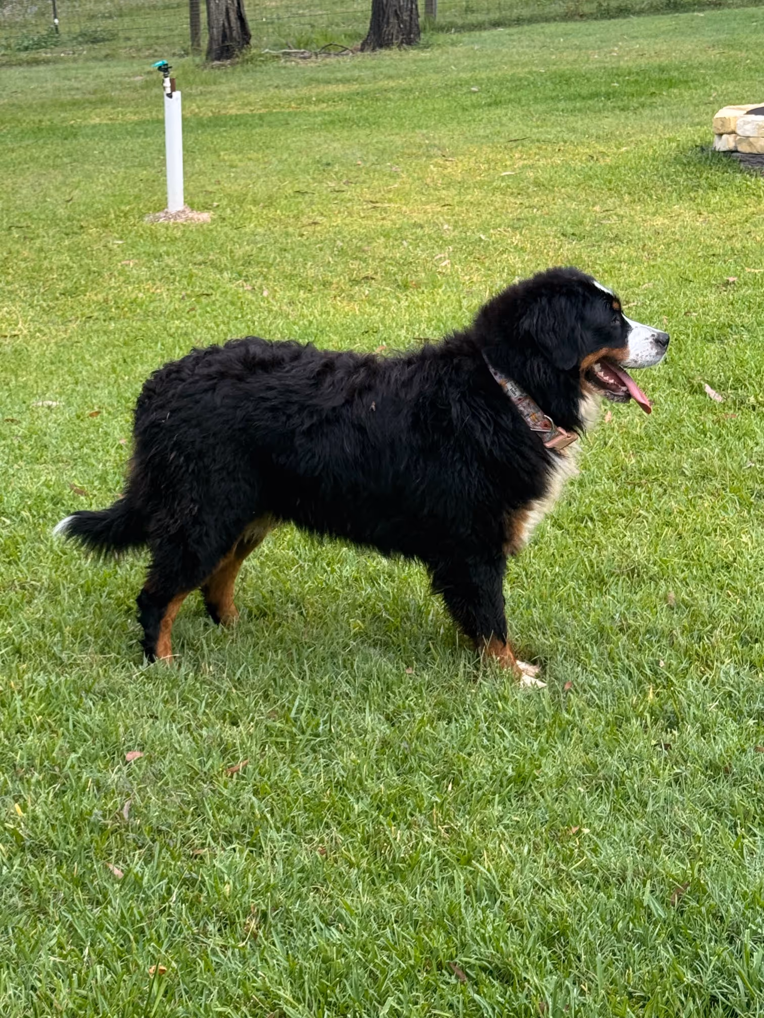 Black, brown, and white Bernese Mountain Dog standing on green grass with its tongue out.
