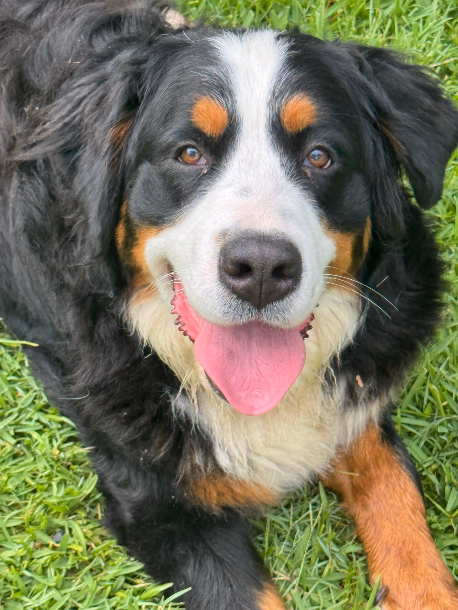 A young girl in a light blue dress running barefoot on green grass with three small puppies nearby playing around a plastic toy slide.