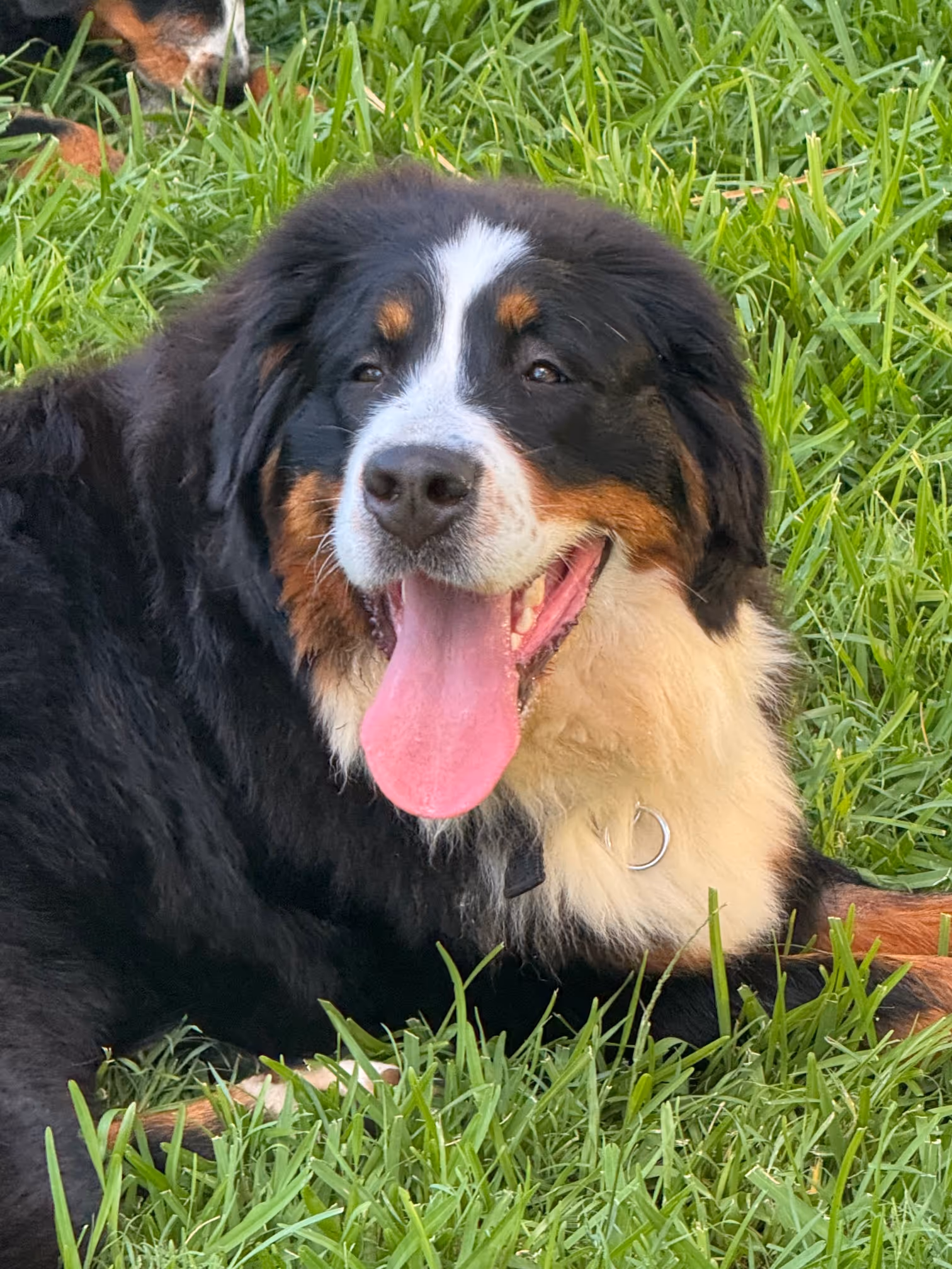 Three brown puppies playing in a colorful ball pit with a pink Gilbert ball and a stuffed dog toy.