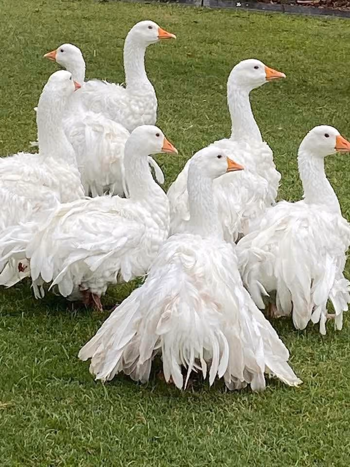 Group of white geese with orange beaks standing on green grass.