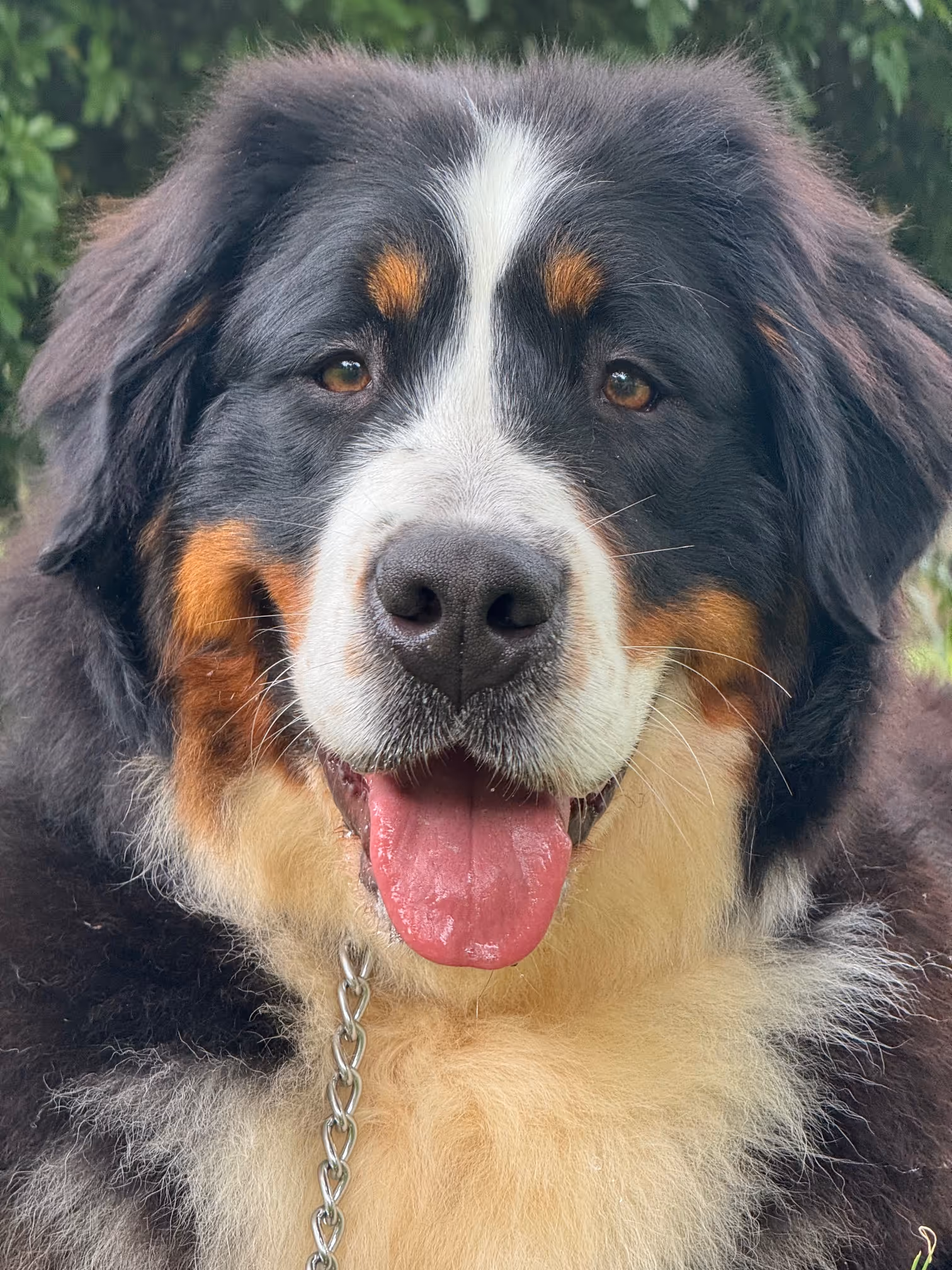 Close-up of a happy Bernese Mountain Dog with its tongue out and a chain collar, against a green leafy background.