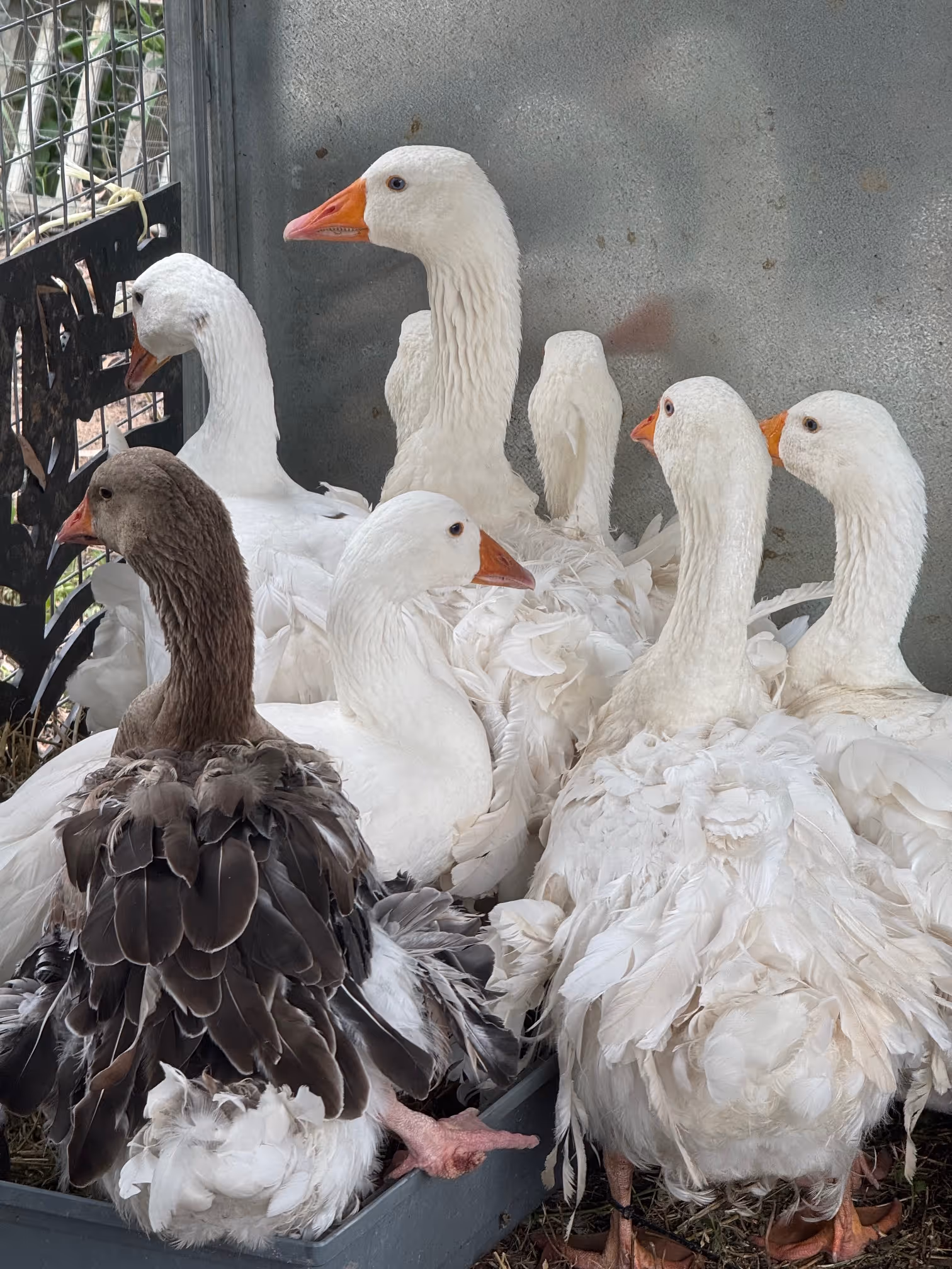 Group of white and one brown goose with orange beaks standing and sitting closely inside a fenced area.
