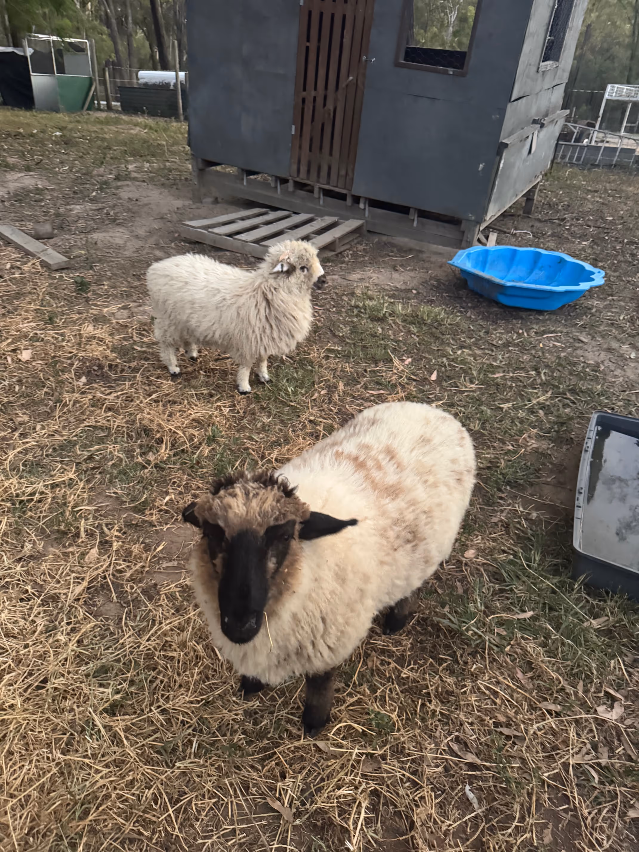 Two sheep standing on dry grass near a small wooden shelter and blue plastic tub in an outdoor enclosure.
