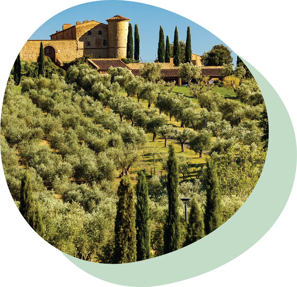 Oval shape image showing ColleMassari Estate surrounded by rows of olive trees and tall cypress trees under a blue sky.