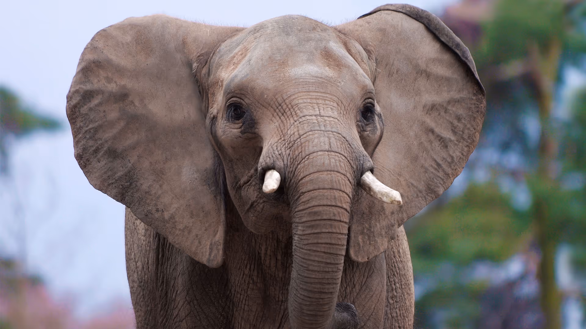 Foto van een Afrikaanse olifant in Ouwehands Dierenpark