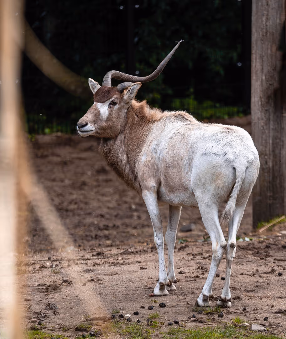 Een afbeelding van een addax.